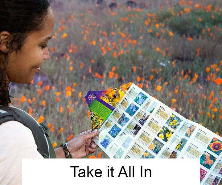 Foldable Nature Guides